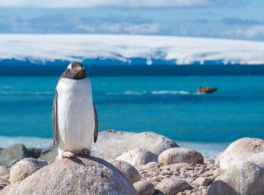 Honeymoon Adventure in Antarctica